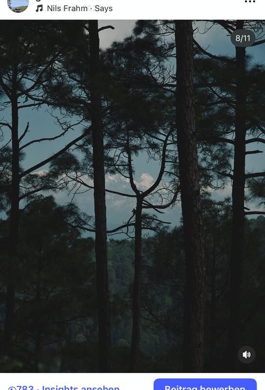 Himalayan peaks framed by pine branches