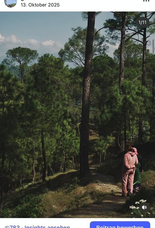 A trail through the pine forest around the house